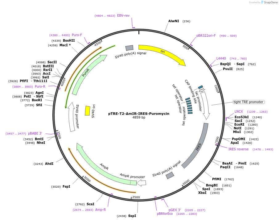105168-plasmid-map-sequence-id-218025
