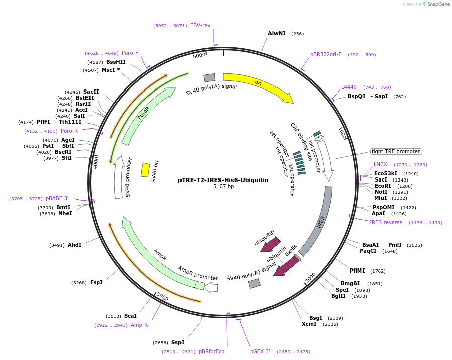 107107-plasmid-map-sequence-id-218027