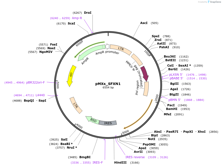 110635-plasmid-map-sequence-id-218039