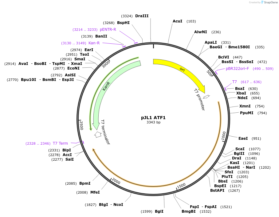 106286-plasmid-map-sequence-id-218044