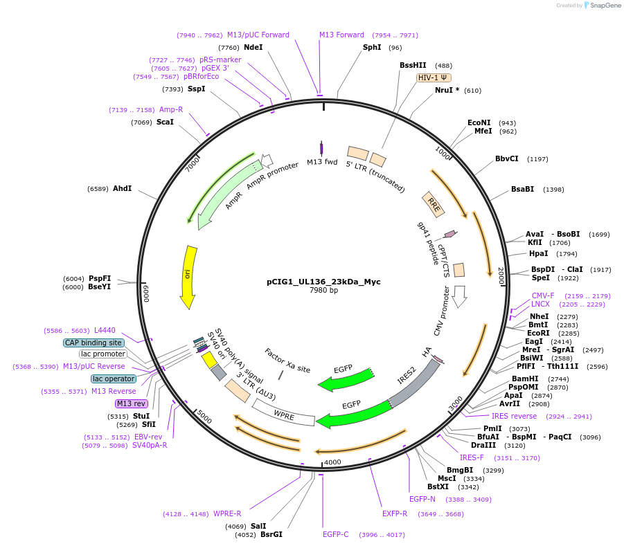 74949-plasmid-map-sequence-id-218062