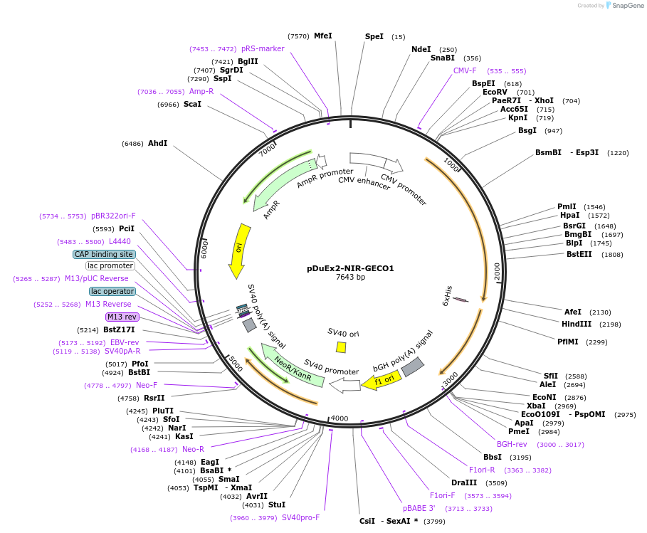 113680-plasmid-map-sequence-id-218118