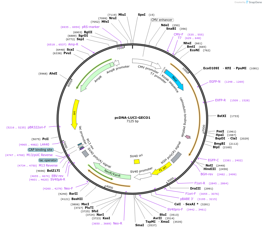 113675-plasmid-map-sequence-id-218119