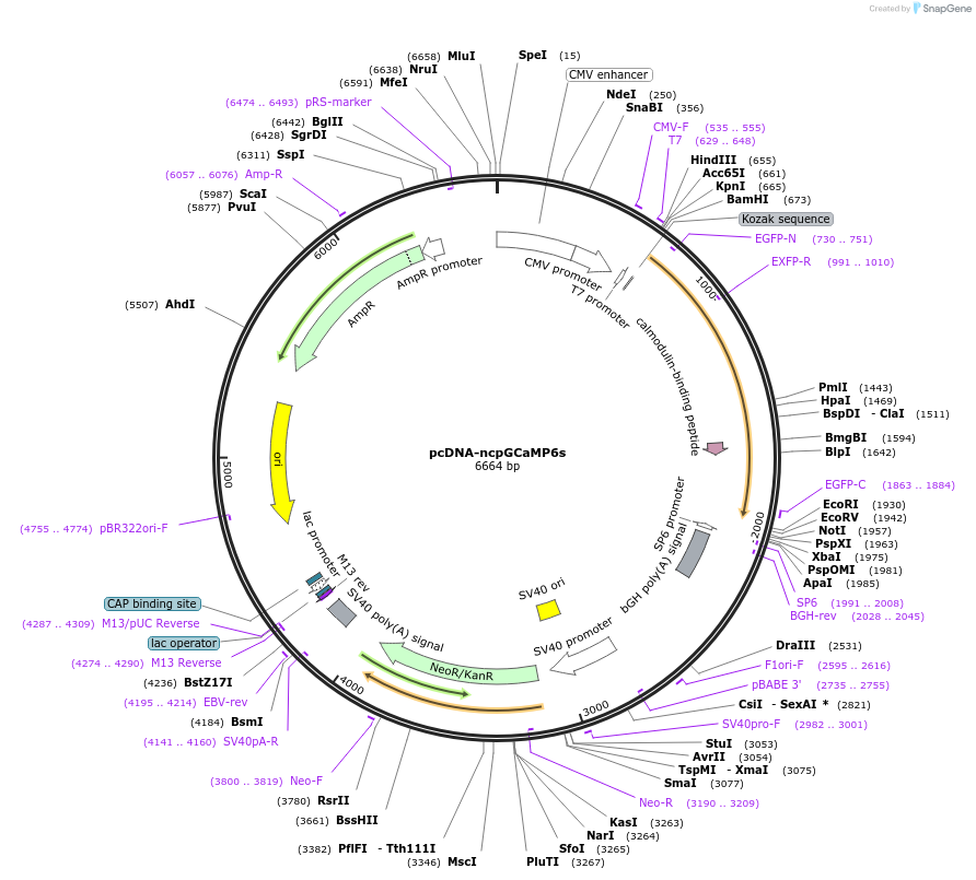 113674-plasmid-map-sequence-id-218120