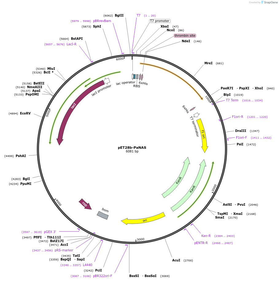 110801-plasmid-map-sequence-id-218125