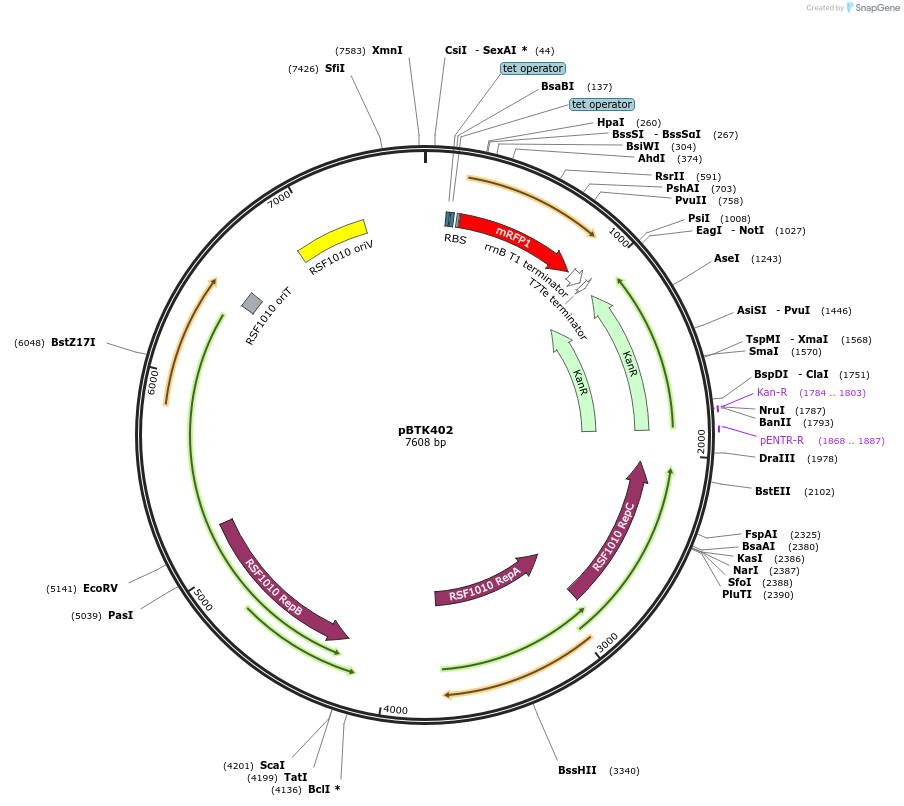 110598-plasmid-map-sequence-id-218126