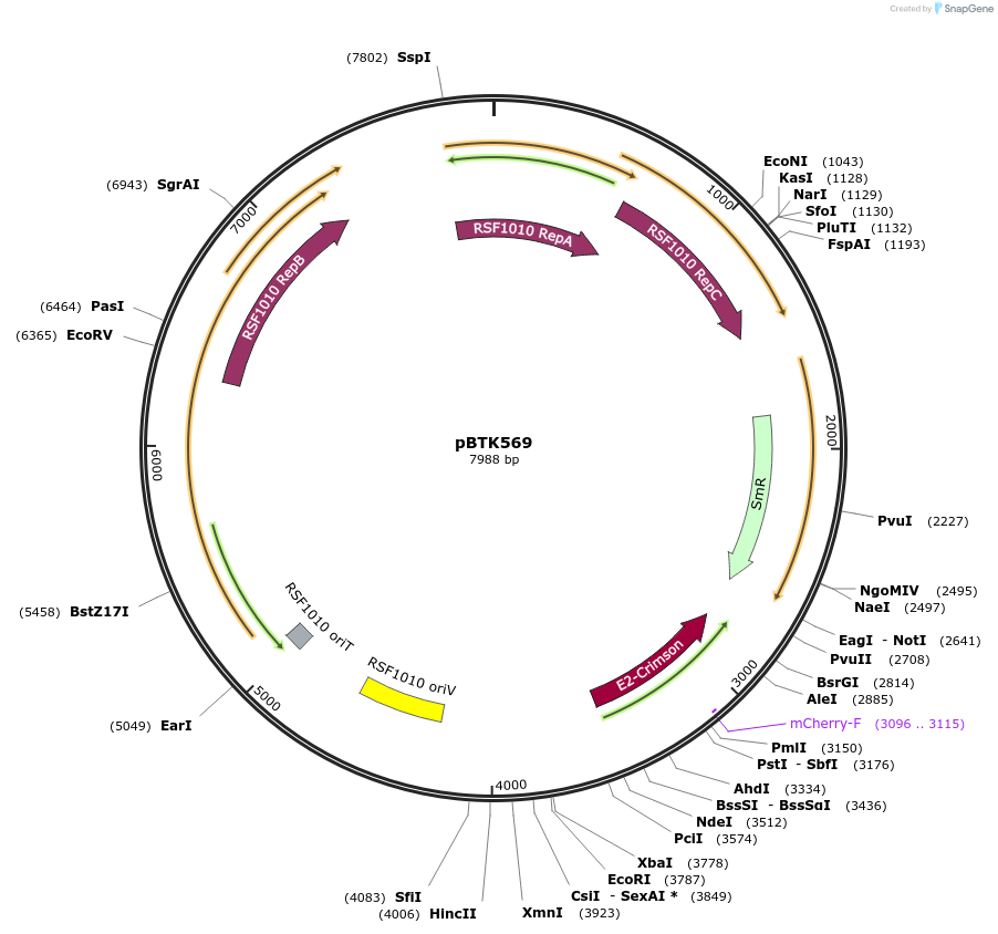 110614-plasmid-map-sequence-id-218139