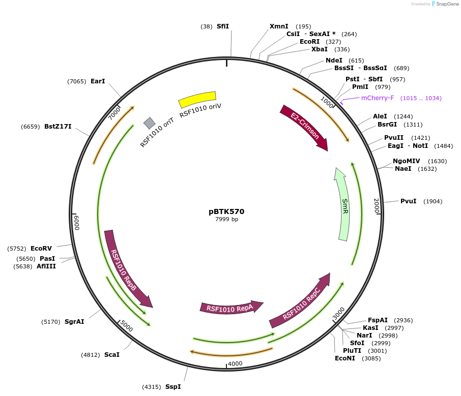 110615-plasmid-map-sequence-id-218140