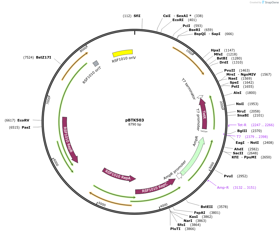 110616-plasmid-map-sequence-id-218141