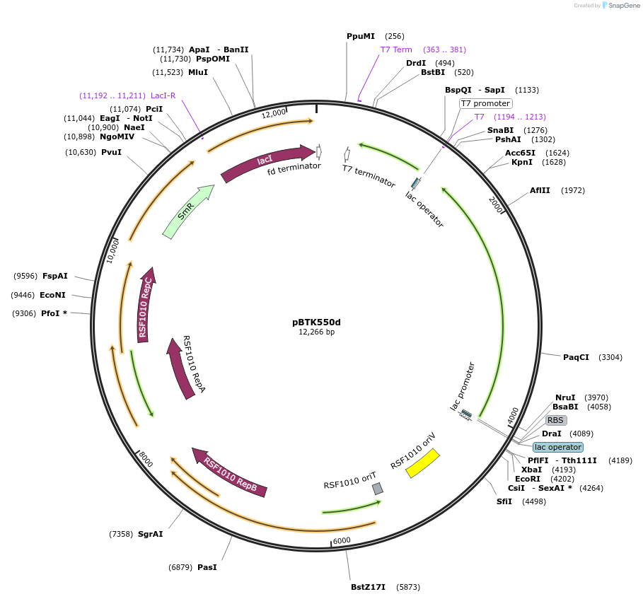 110617-plasmid-map-sequence-id-218145