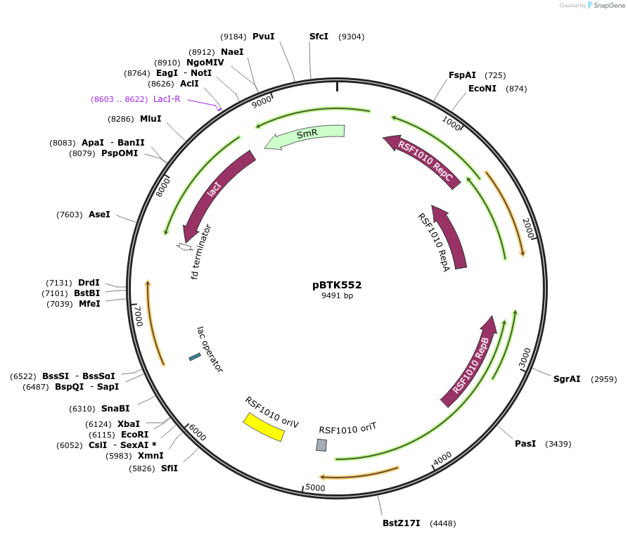 110618-plasmid-map-sequence-id-218147
