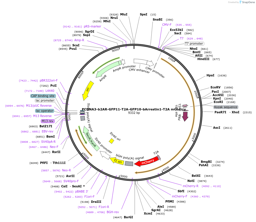 113610-plasmid-map-sequence-id-218178