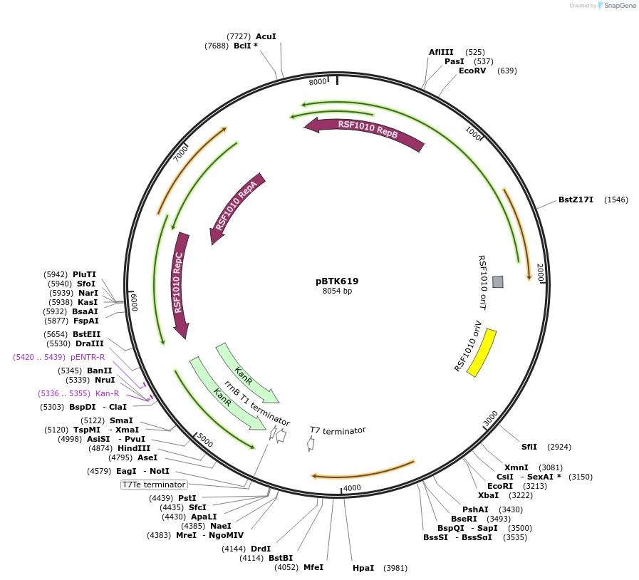 110619-plasmid-map-sequence-id-218179