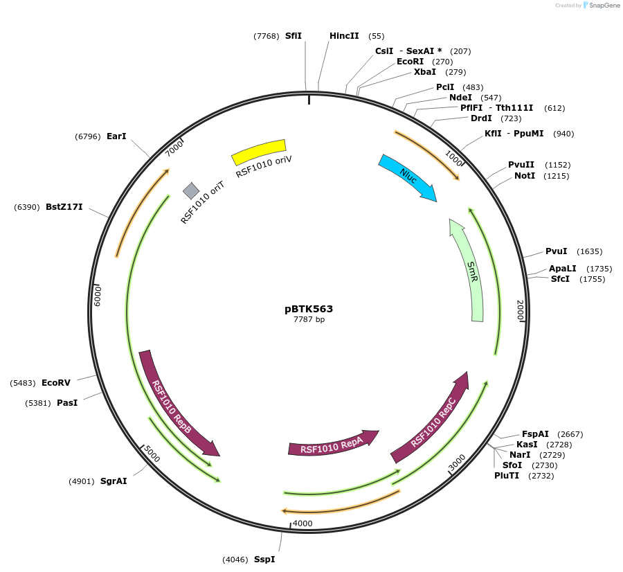 110612-plasmid-map-sequence-id-218182