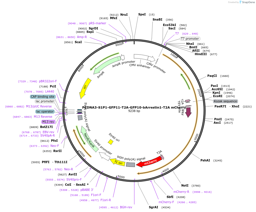 113612-plasmid-map-sequence-id-218194