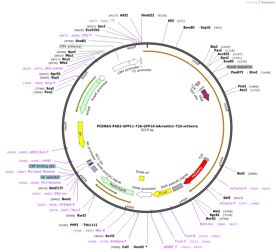 113609-plasmid-map-sequence-id-218200