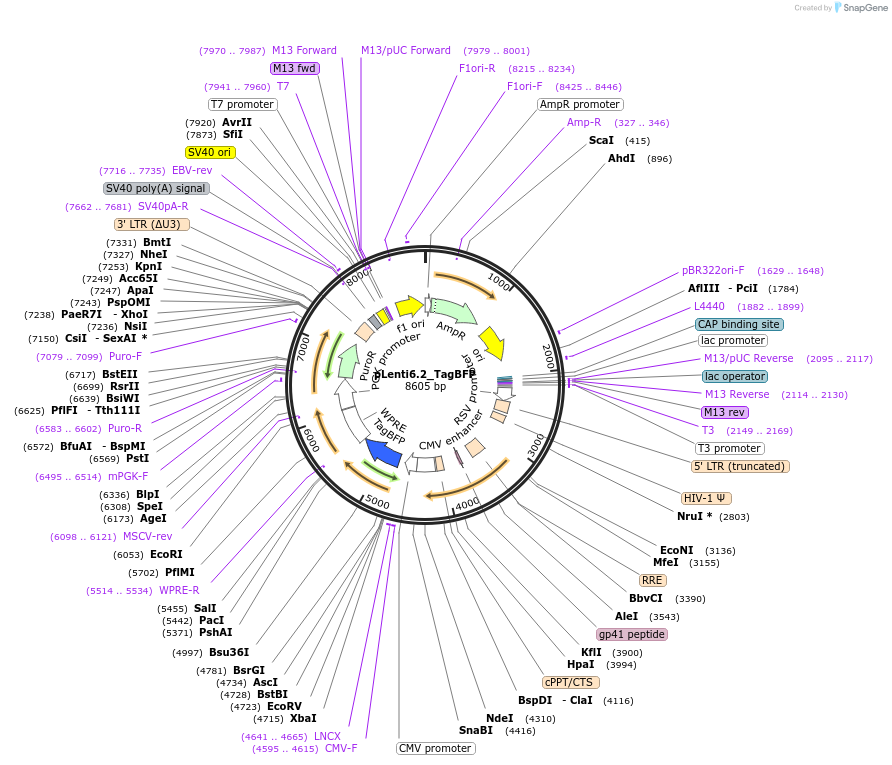 113724-plasmid-map-sequence-id-218210
