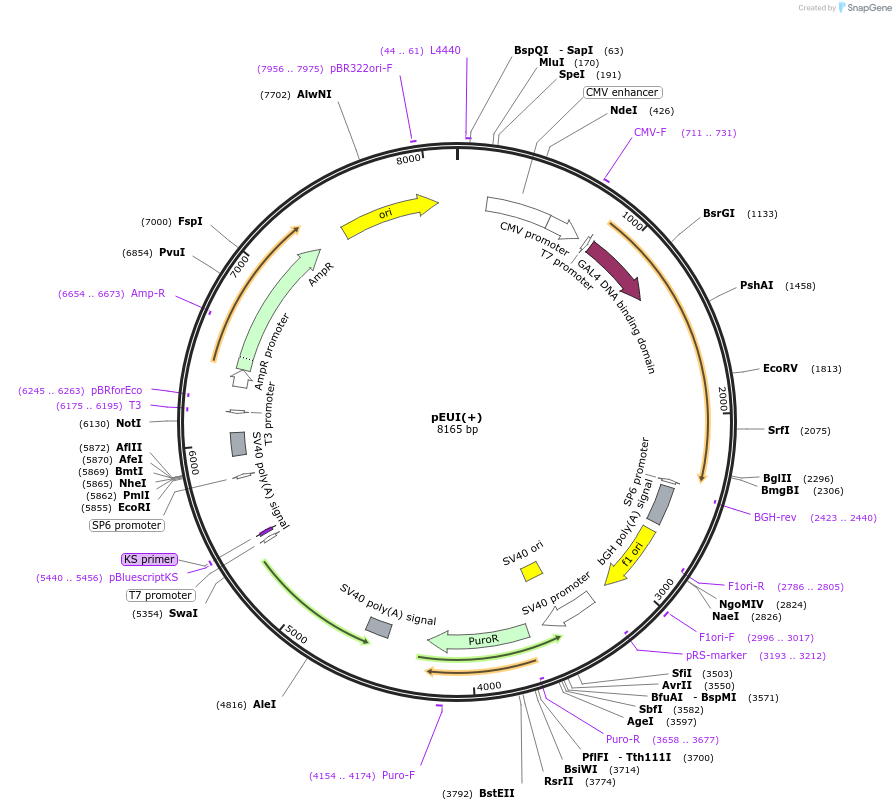111834-plasmid-map-sequence-id-218213