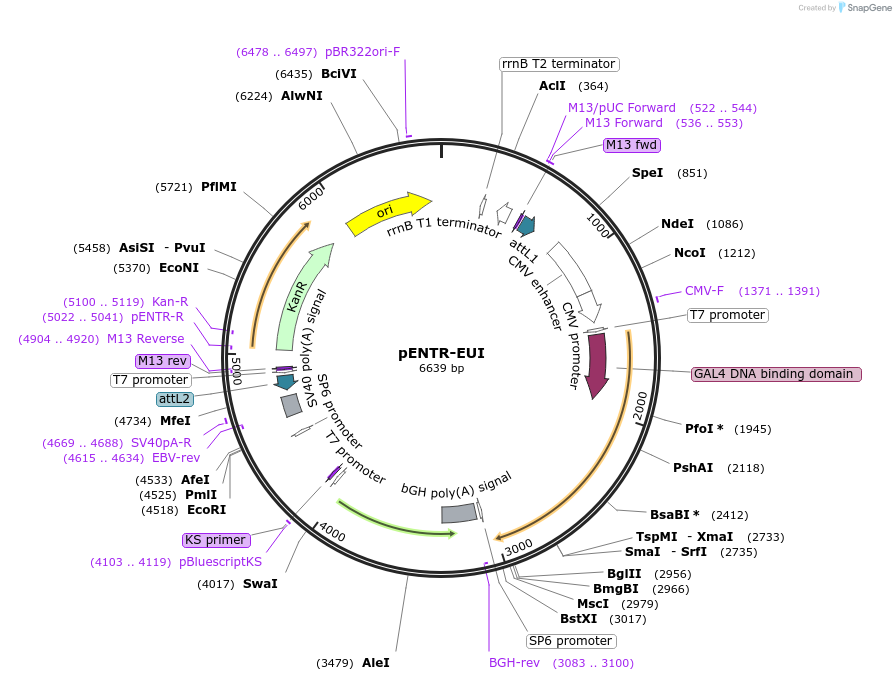 111835-plasmid-map-sequence-id-218214