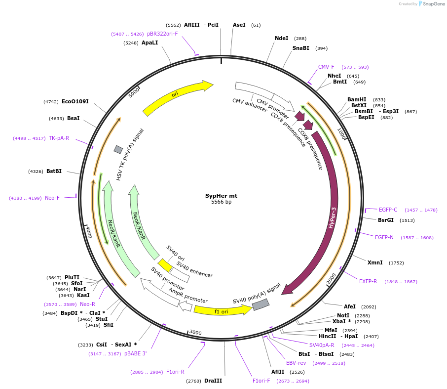 48251-plasmid-map-sequence-id-218251
