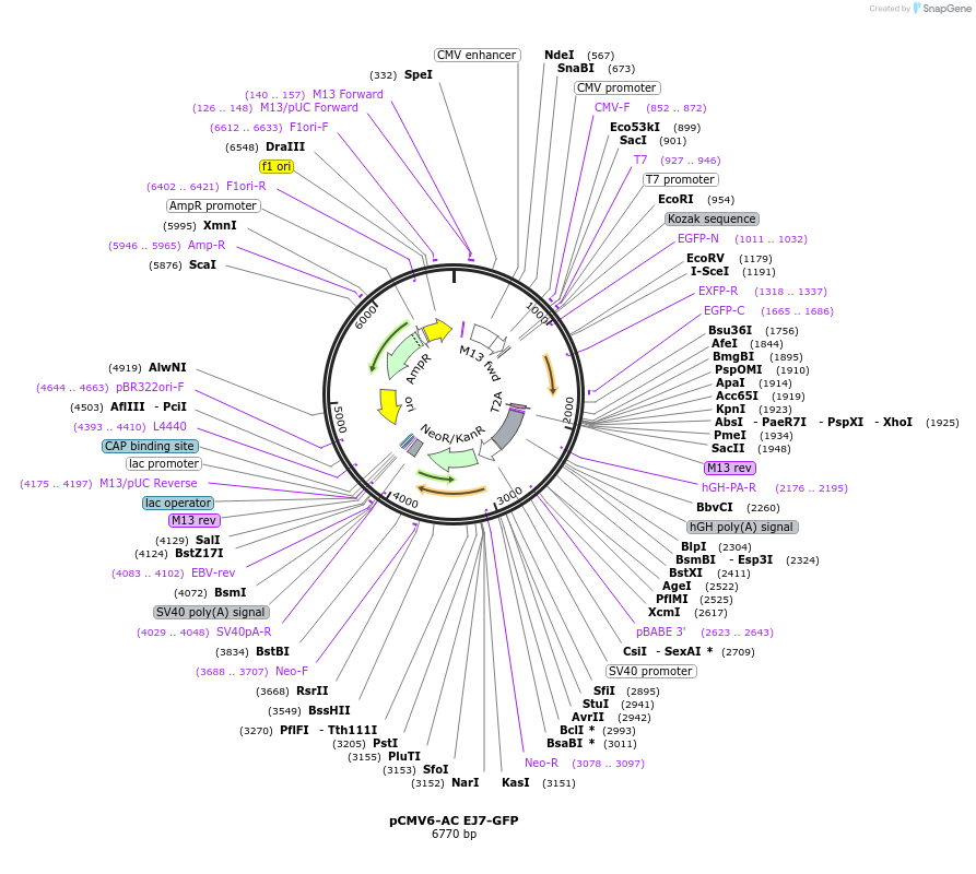 113617-plasmid-map-sequence-id-218254