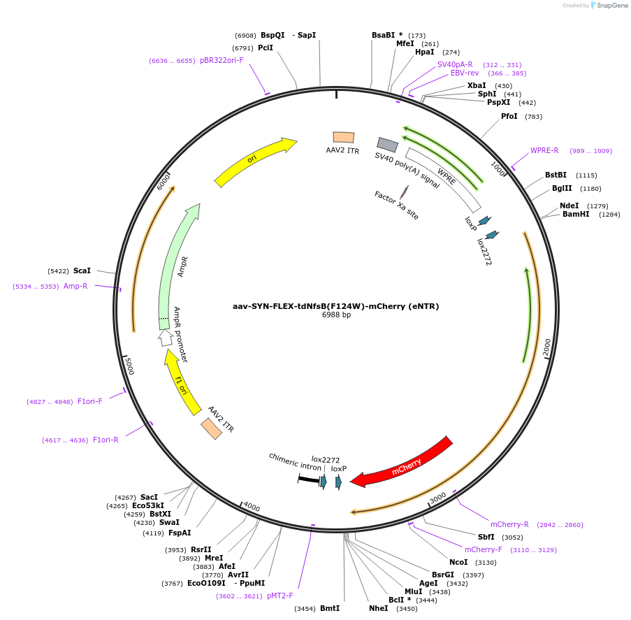 113763-plasmid-map-sequence-id-218258