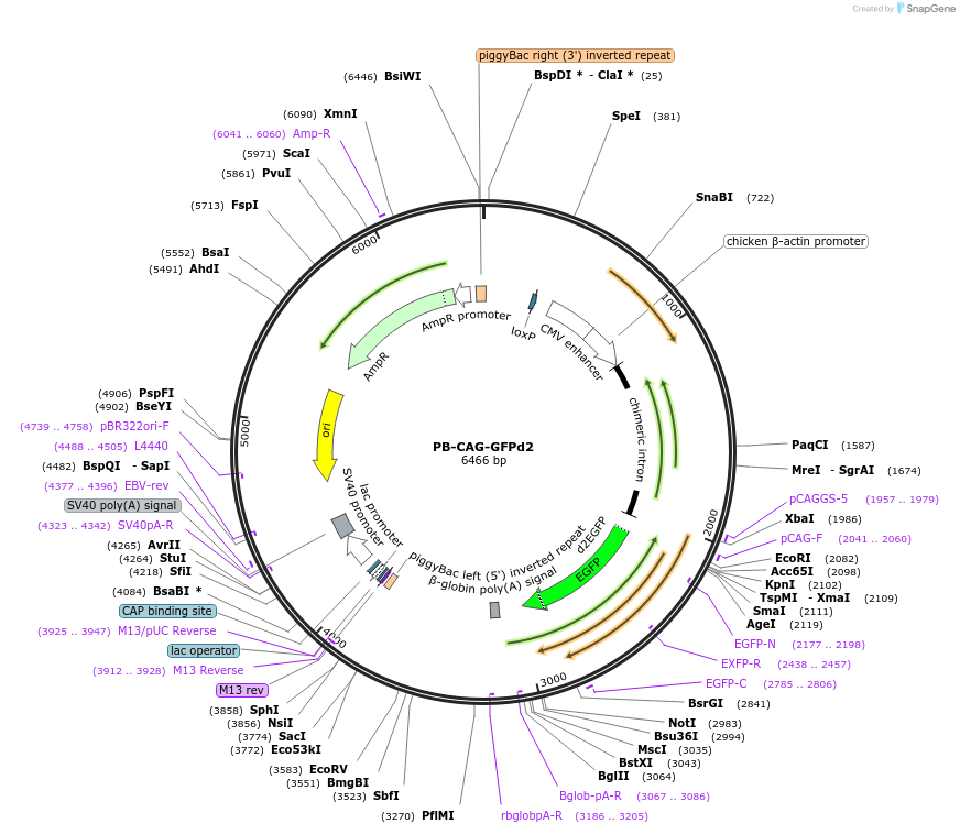 115665-plasmid-map-sequence-id-218274