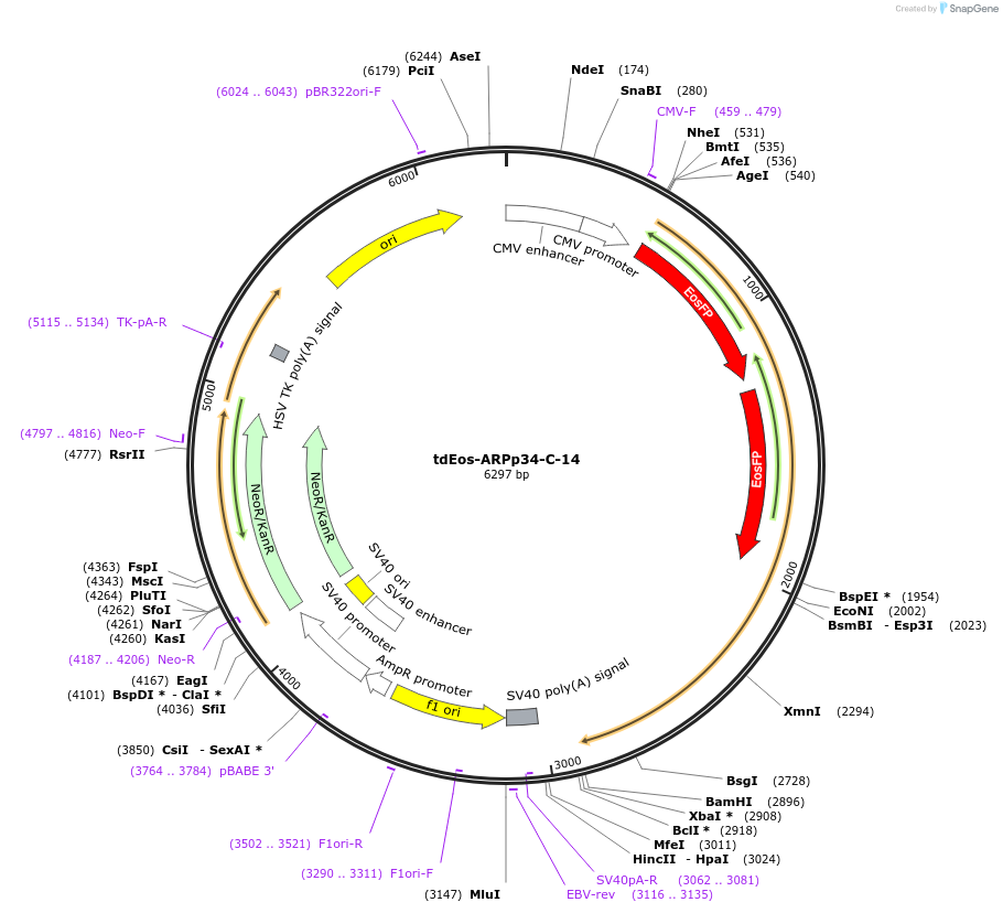 57584-plasmid-map-sequence-id-218276