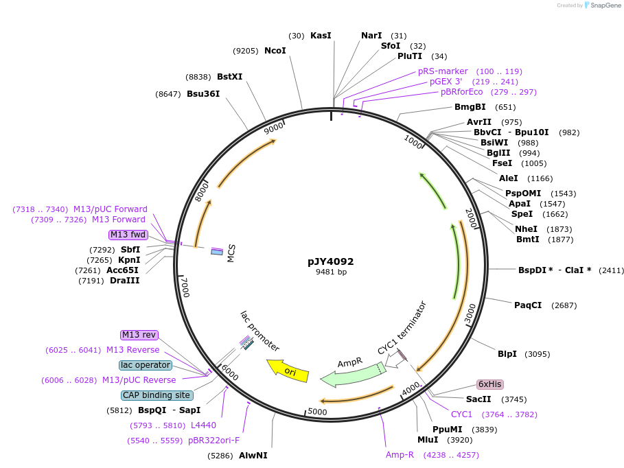 113334-plasmid-map-sequence-id-218285