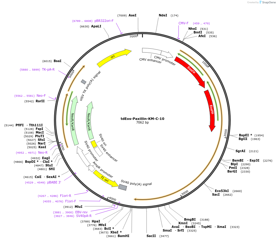 57654-plasmid-map-sequence-id-218286