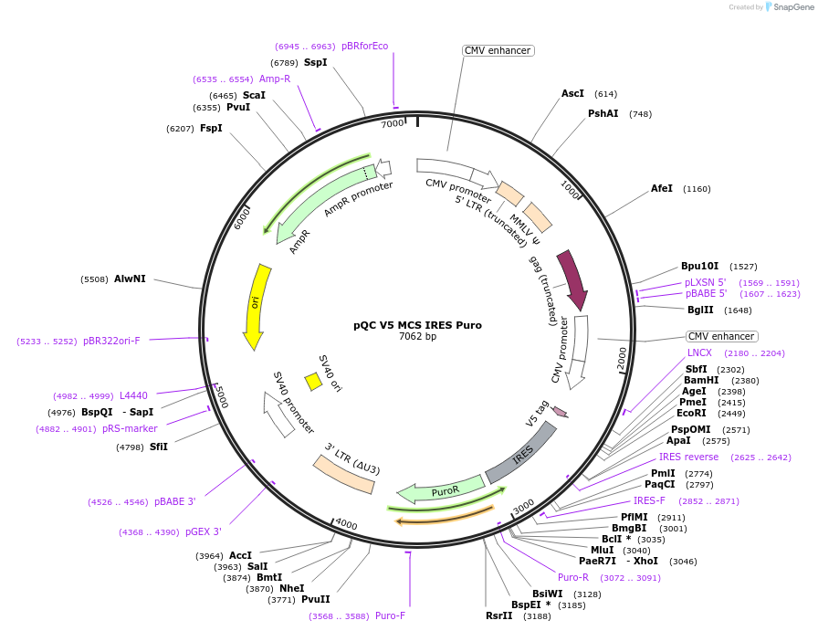 110342-plasmid-map-sequence-id-218292