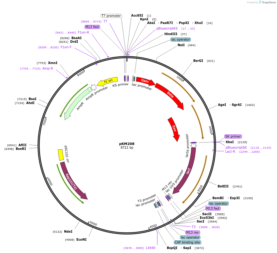 13077-plasmid-map-sequence-id-218309