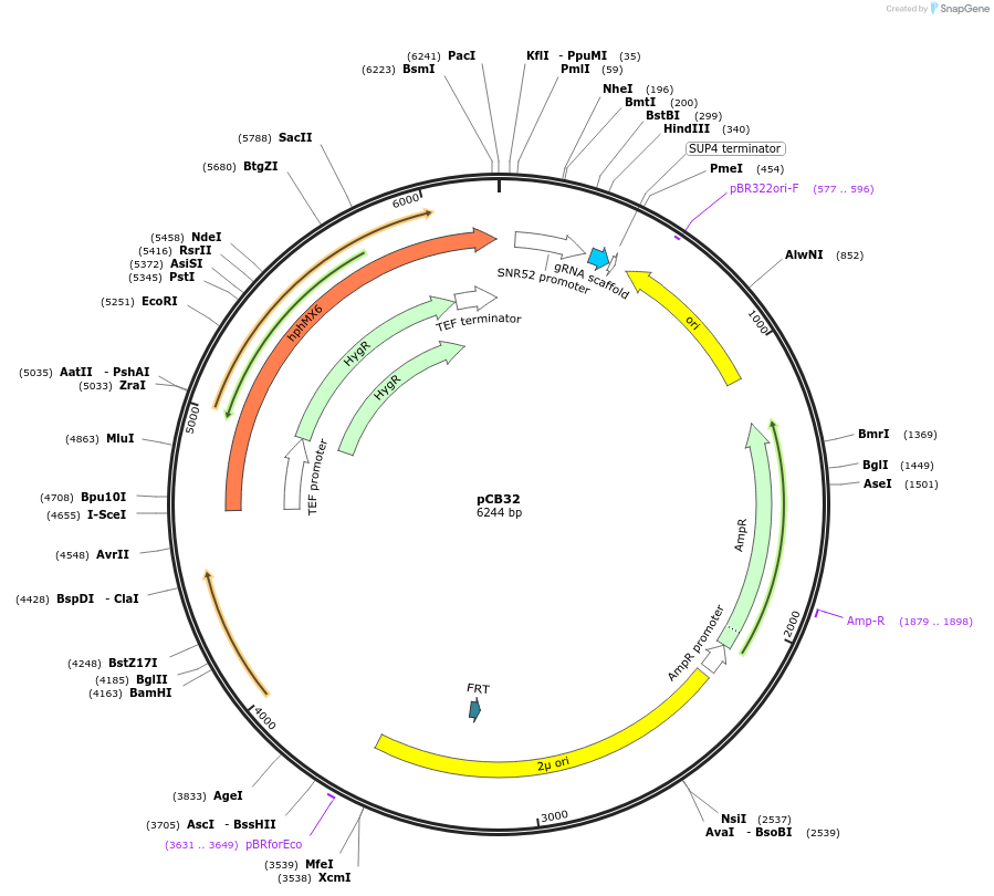 111911-plasmid-map-sequence-id-218313