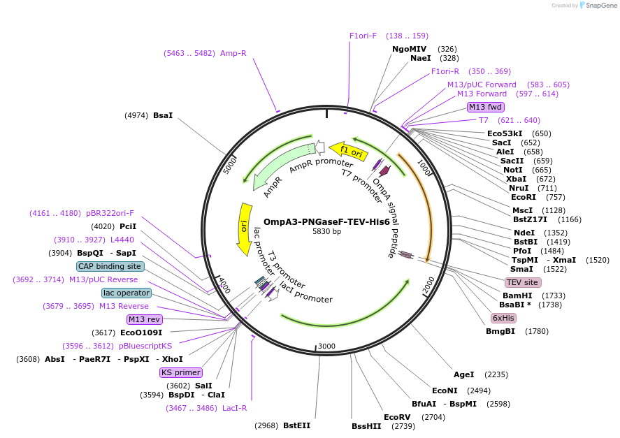 114274-plasmid-map-sequence-id-218322