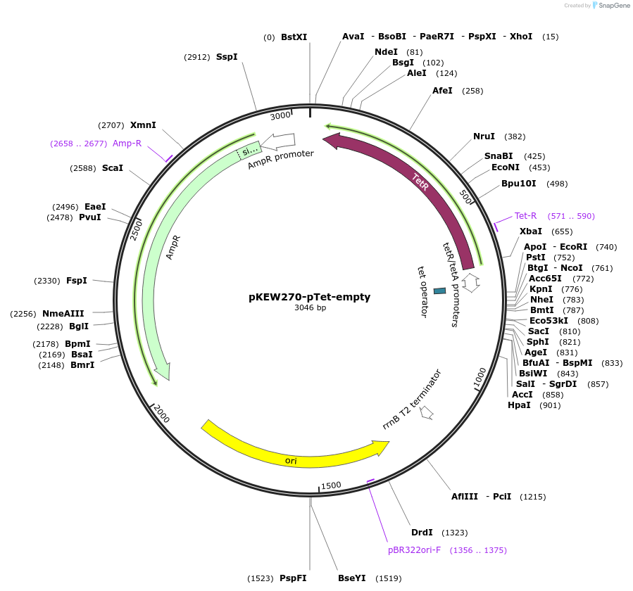 115669-plasmid-map-sequence-id-218327