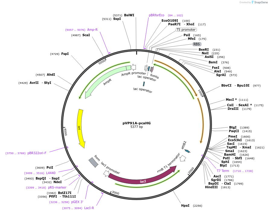 113766-plasmid-map-sequence-id-218346