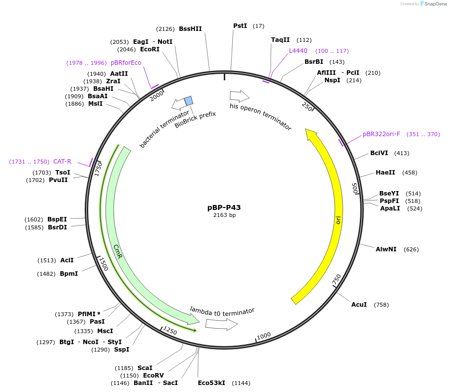 112775-plasmid-map-sequence-id-218348