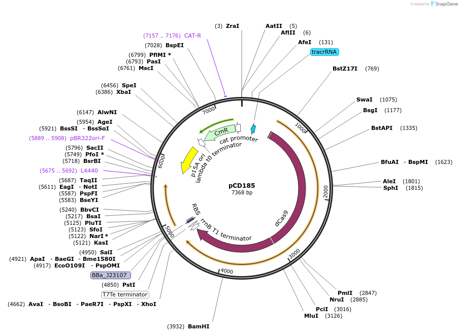113317-plasmid-map-sequence-id-218352