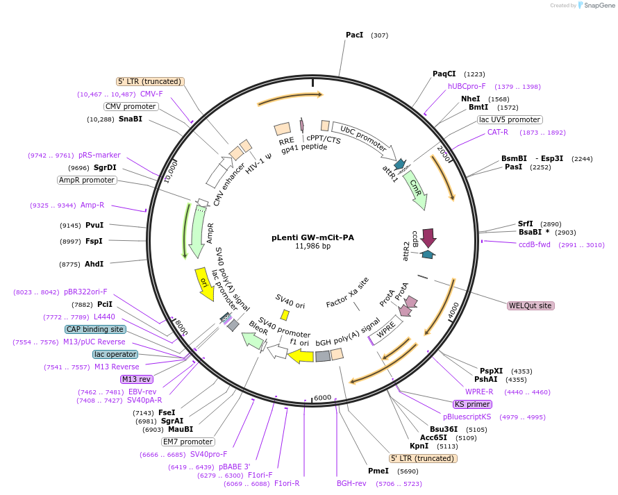 113457-plasmid-map-sequence-id-218353