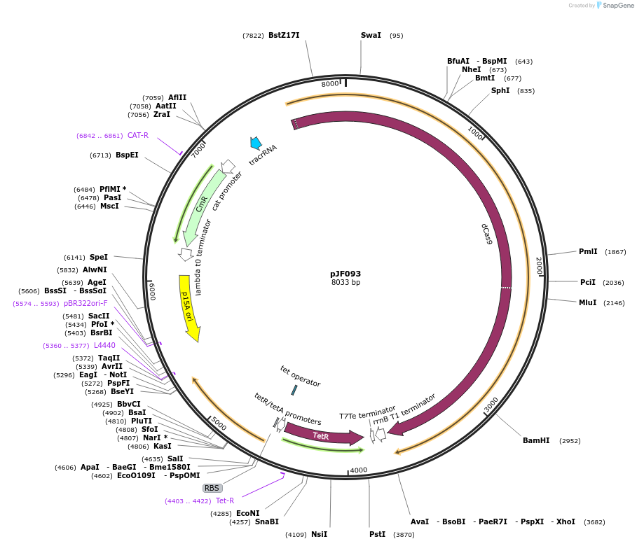 113323-plasmid-map-sequence-id-218354