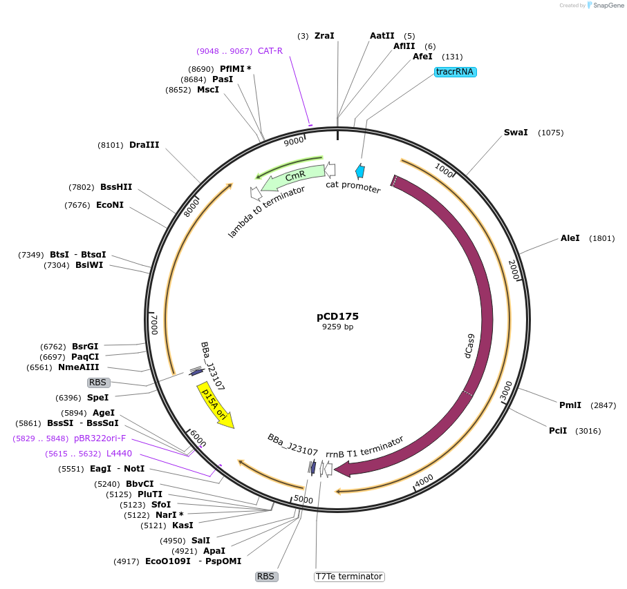113316-plasmid-map-sequence-id-218355