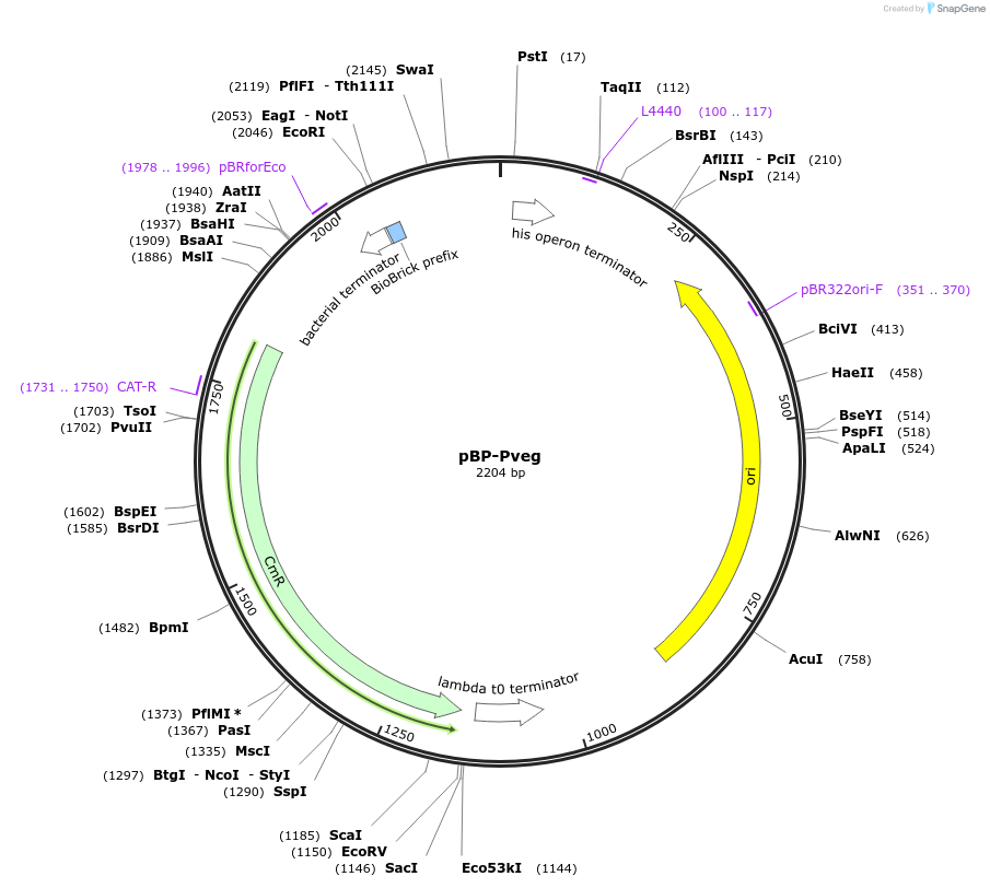 112776-plasmid-map-sequence-id-218356