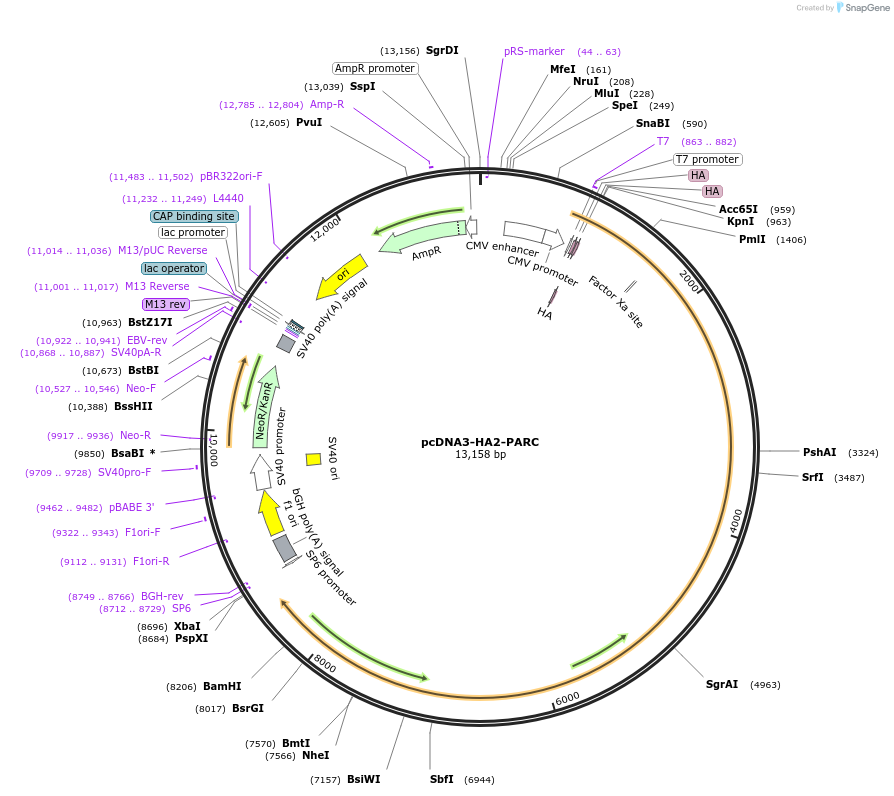 20937-plasmid-map-sequence-id-218362