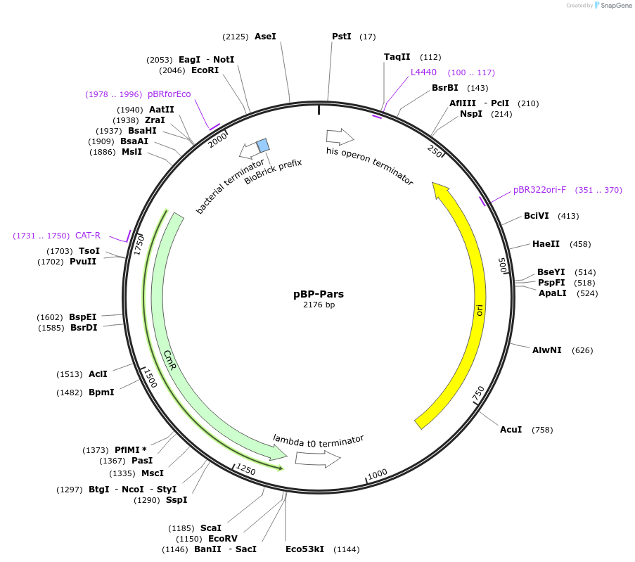 112779-plasmid-map-sequence-id-218364