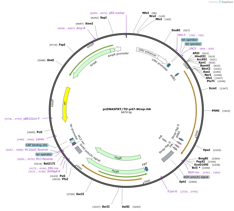 113475-plasmid-map-sequence-id-218372