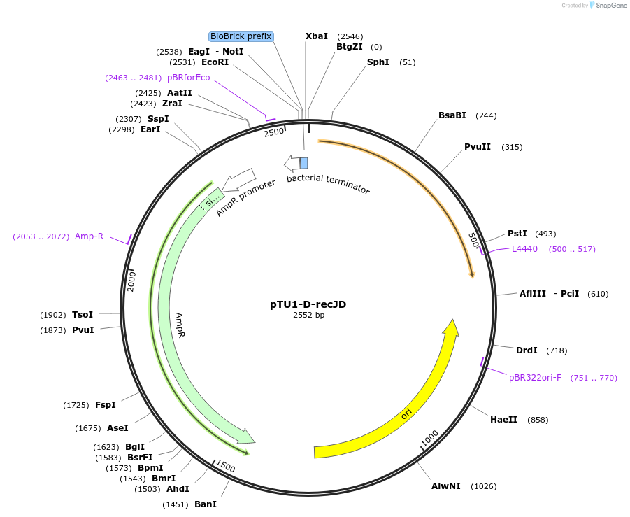 112784-plasmid-map-sequence-id-218375