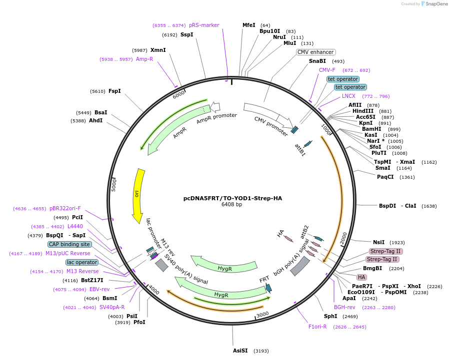 113483-plasmid-map-sequence-id-218379