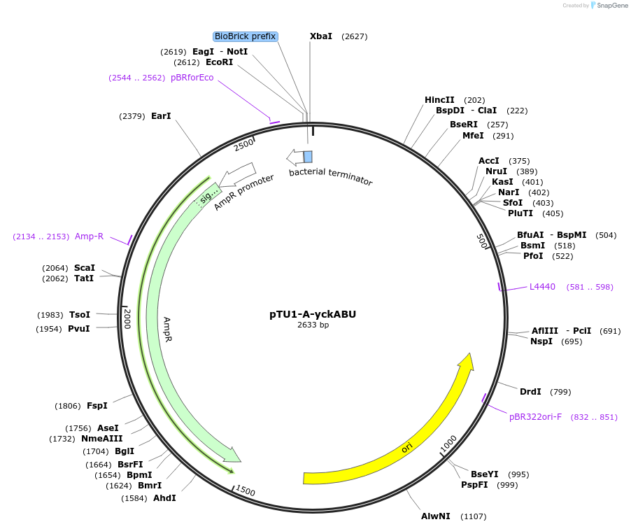 112789-plasmid-map-sequence-id-218385