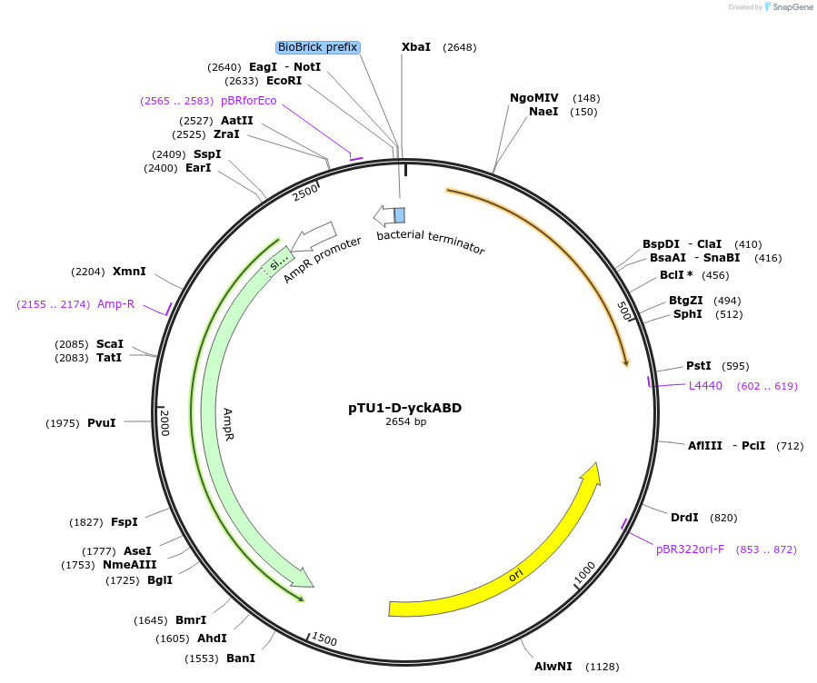 112790-plasmid-map-sequence-id-218386