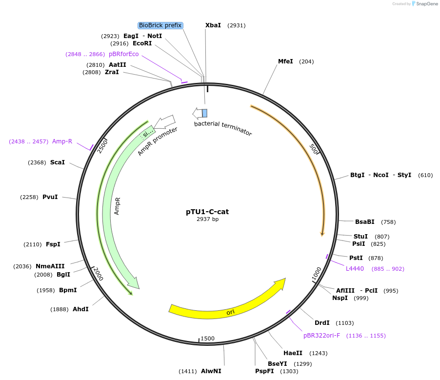 112791-plasmid-map-sequence-id-218393